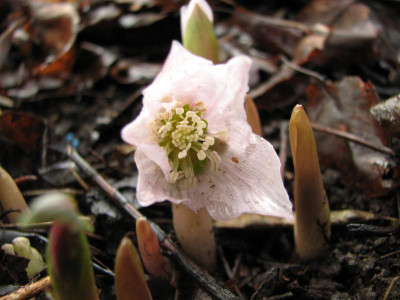 helleborus thibetanus 2016-01-12 (3).JPG