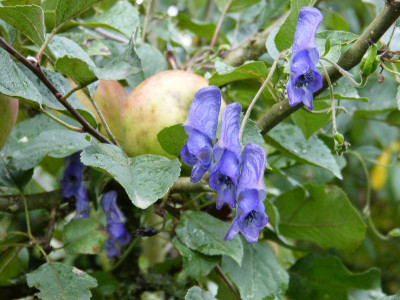 2015-10-09 Aconitum 'Waldschrat'.jpg