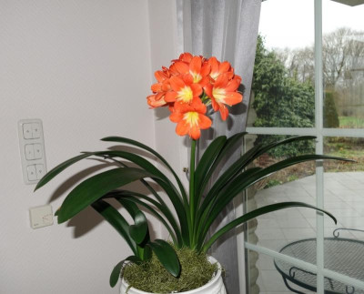 orange blühend - 30.1.2016.jpg