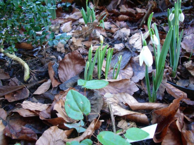 IMGP0275.JPG