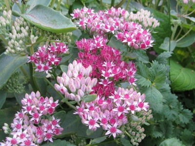 Sedum Abbeydore 3 (Kopie).jpg