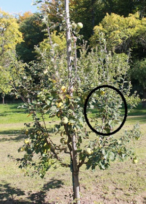 Veredlung_Quitte_Herbst_2015.jpg