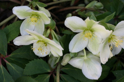 Helleborus nigercors.JPG