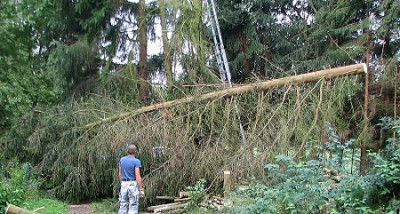 Arme_Tanne-2.09.06_005.jpg