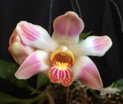 Chysis Sedenii 01-2016.jpg