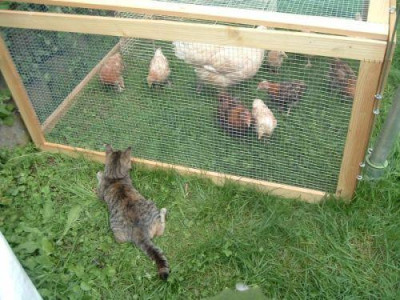 Wachkatze.jpg