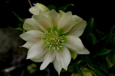 Heloborus1307a.jpg