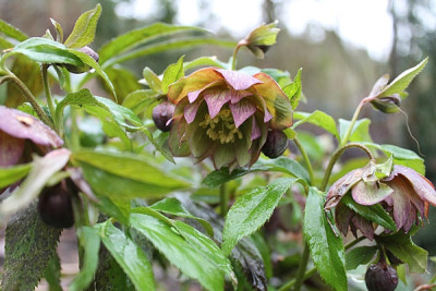 Helleborus x torquatus ' Grünfink JP 31.1.JPG