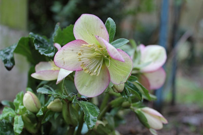 helleborus glandorfii.JPG