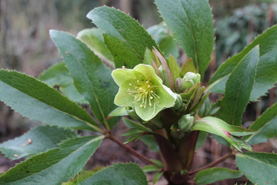 helleborus sternii.JPG
