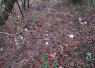Kirschpflaume 310116.jpg