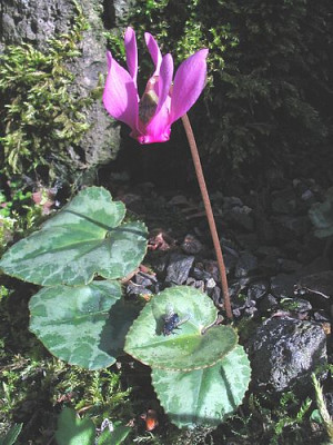 Cyclamen_purpurascens_fars.jpg