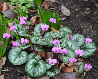 Cyclamen_coum.15-5.jpg