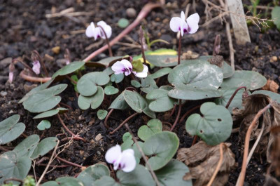 Cyclamen_coum.15-8.jpg