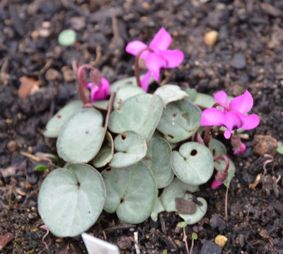 Cyclamen_coum.15-9.jpg