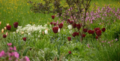 tulpen_silene_und_so.jpg