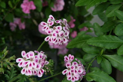 Pelargonie0512a.jpg