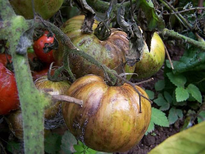 tomate_frucht_phytophtora.jpg