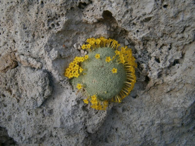 botanischer garten TÜ efeu mistel eibe 031.JPG