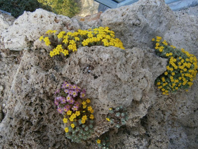 botanischer garten TÜ efeu mistel eibe 039.JPG