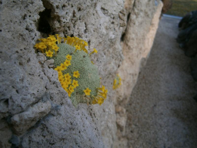 botanischer garten TÜ efeu mistel eibe 030.JPG