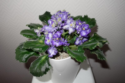 Usambaraveilchen - gekräuselte Blüten3 - 2.2.2016.jpg