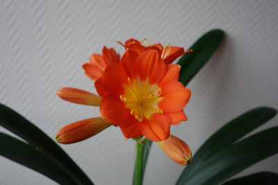 Klivie mit multipetalen Blüten1 - 2.2.2016.jpg