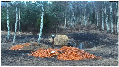 Rotwildkamera 4 - 2.2.2016jpg.jpg