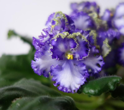 Usambaraveilchen - gekräuselte Blüten4 - 2.2.2016.jpg