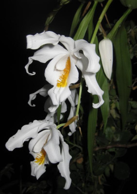 Coelogyne cristata.jpg