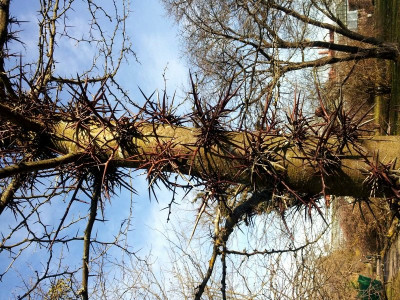 Gleditsia japonicaFace.jpg