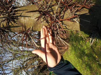 Gleditsia japonica2Face.jpg