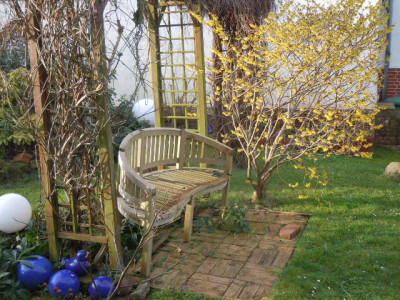 Hamamelis 001.JPG
