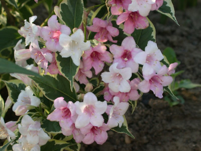 Weigelie_S3_9925_86.jpg
