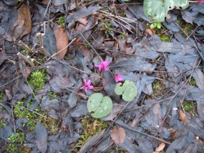 cyclamen 001.JPG