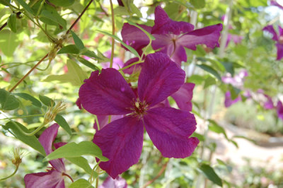 Ital._Waldrebe_Etoile_Violette_S3_0193_85.jpg