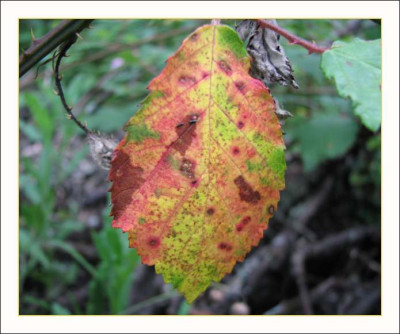 BLATT_SA_0209_RI.jpg