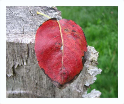 BLATT_SA_0209_RII.jpg