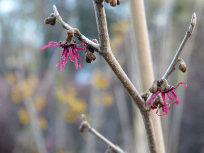 2016-02-03 Hamamelis 'Birgit'.jpg