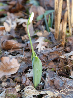 2016-02-03 Galanthus elwesii Porreefolium.jpg