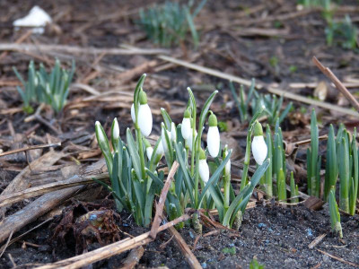 2016-02-03 Galanthus nivalis.jpg