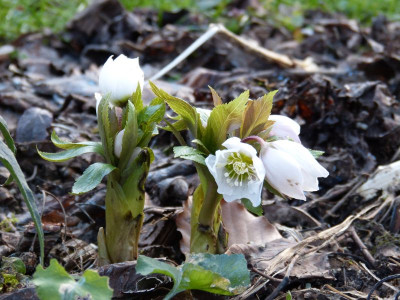 2016-02-03 Helleborus thibetanus.jpg