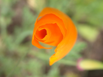 Island-Mohn_S1_27187_95.jpg
