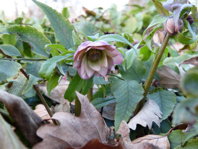 2016-02-03 Helleborus 'Schneeeule'.jpg
