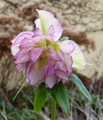 2016-01-31 Helleborus.jpg