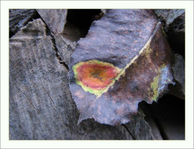 BLATT_SA_0209_RIII.jpg