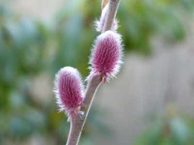 2016-02-03 Salix chaenomeloides 'Mt. Asama'.jpg