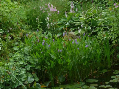 Teich Sommer 14 3.jpg