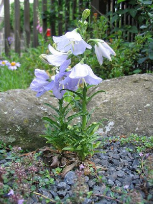 Campanula_salicifolia_Zwergform.jpg
