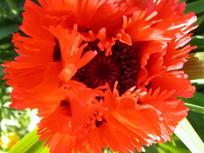 Turkischer_Mohn_Turkenlouis_R_0203_83.jpg